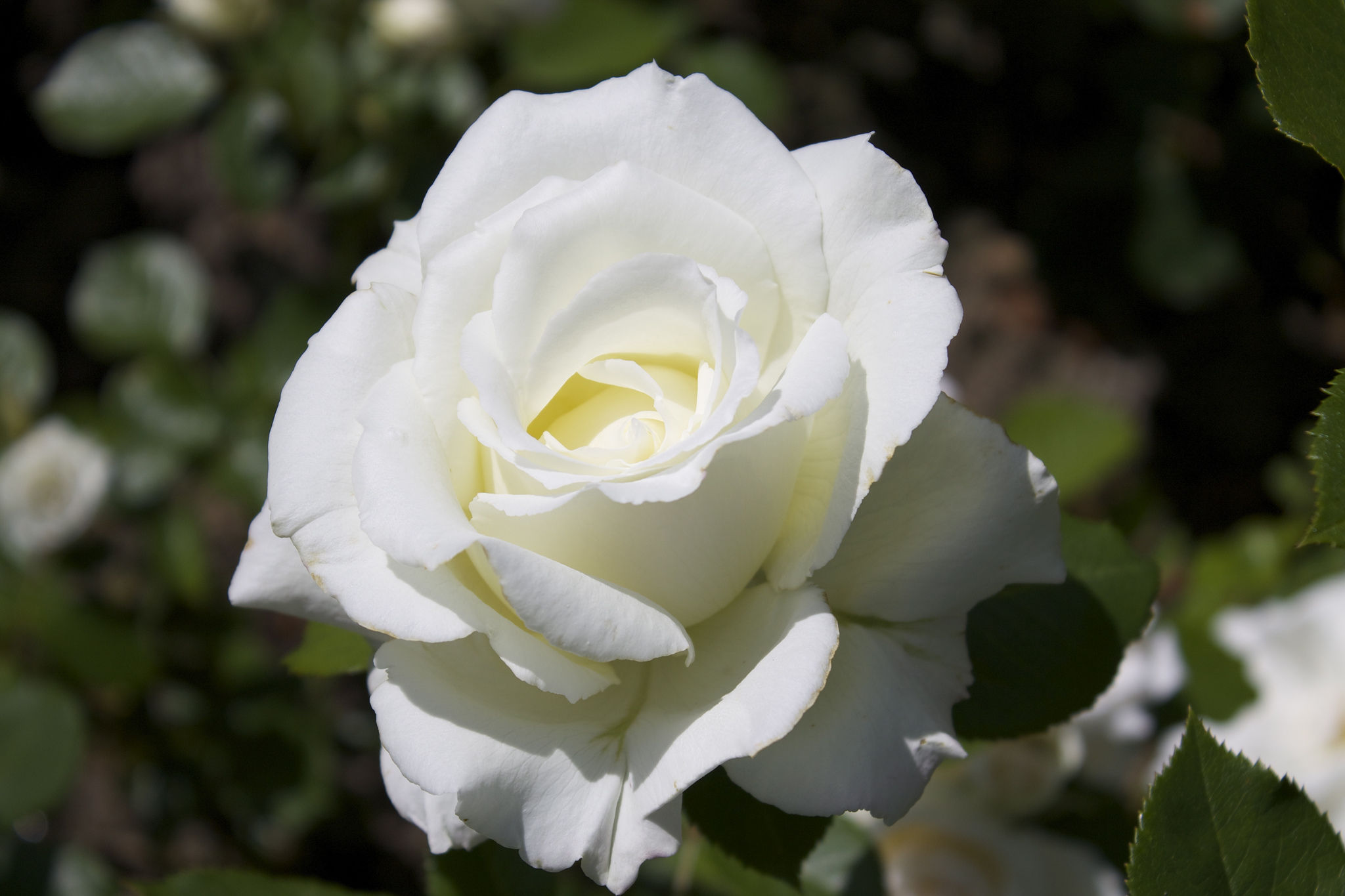 White Roses
